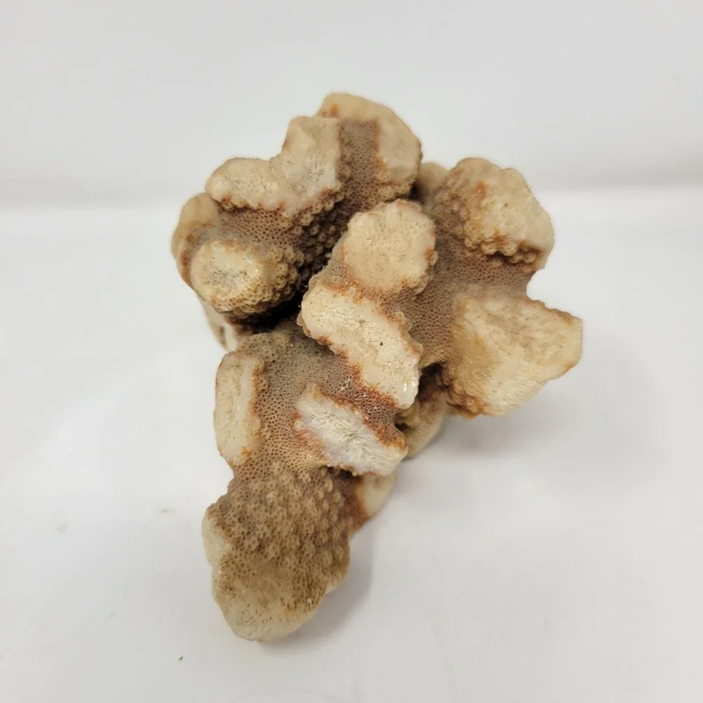 Natural Coral Rock Specimen 6